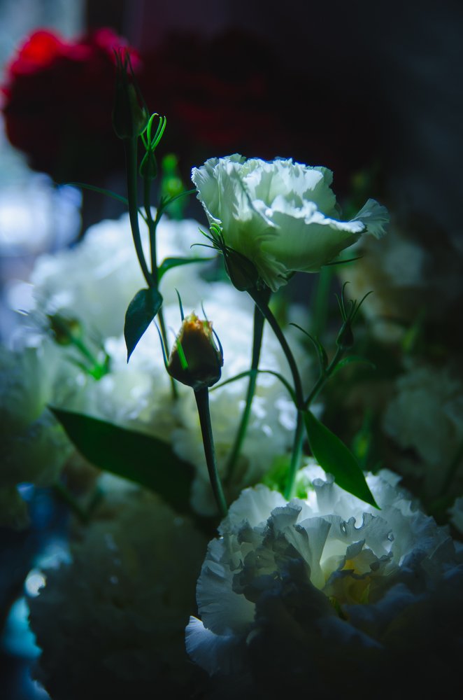 Photograph by Zi Tien