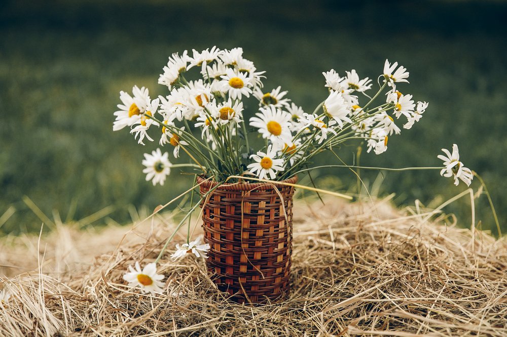 Photograph by Алла Мещерякова