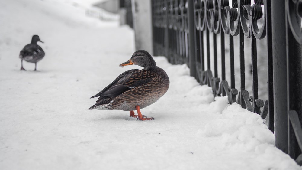 Photograph by Екатерина Лысцова