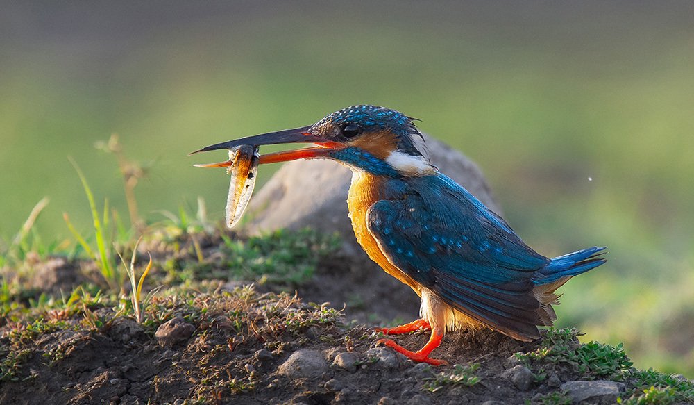Kingfisher