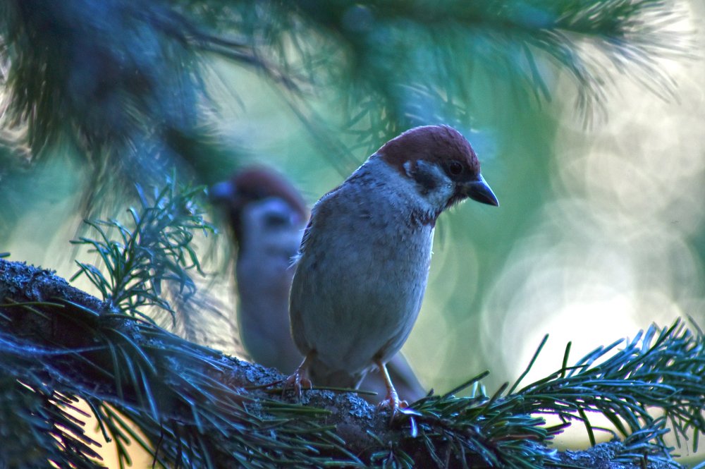 Photograph by Коротков Алексей