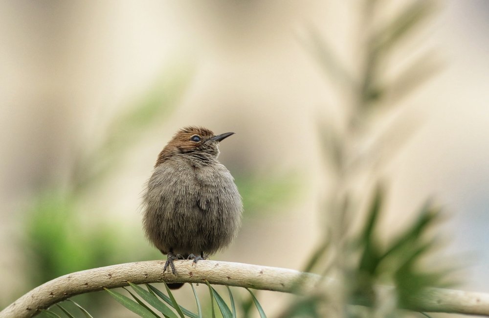 Photograph by Jayaprakash M