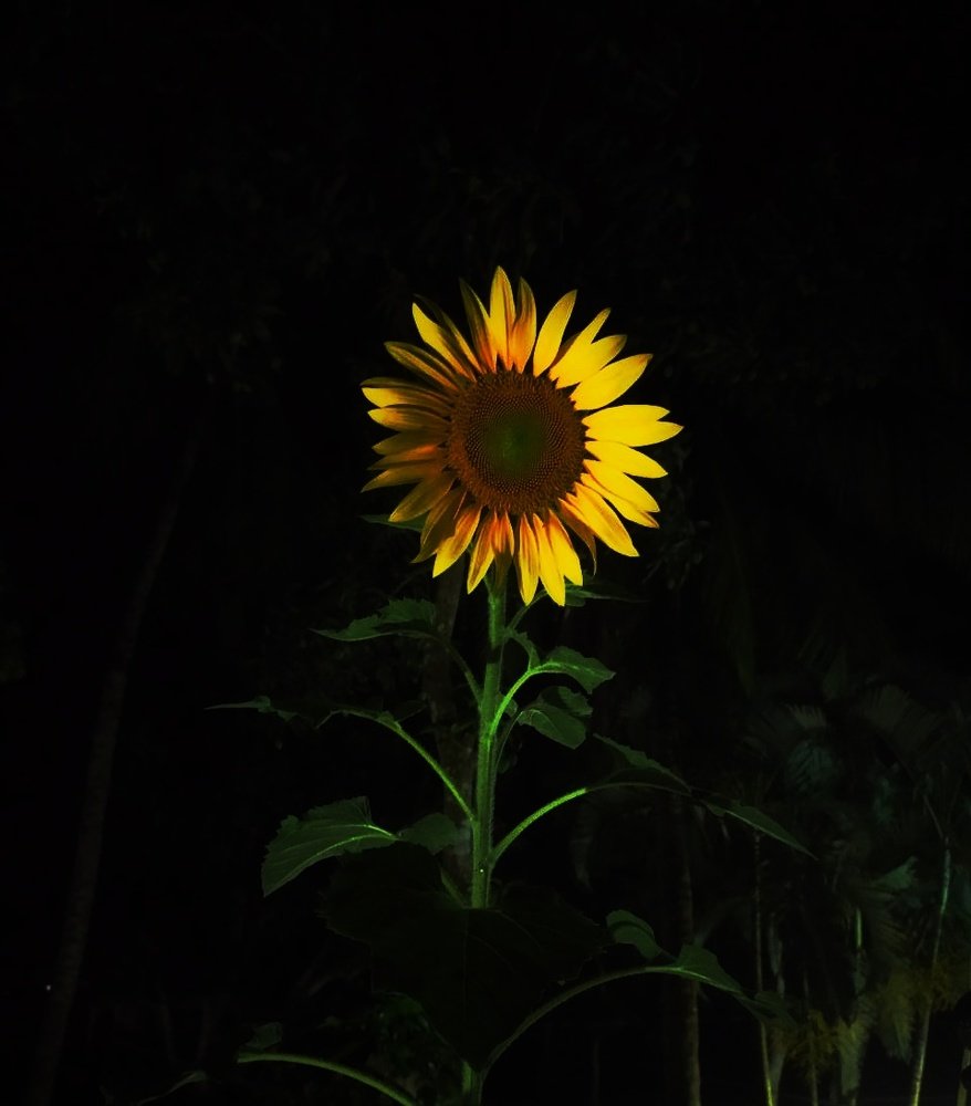 Photograph by Gole Jannat