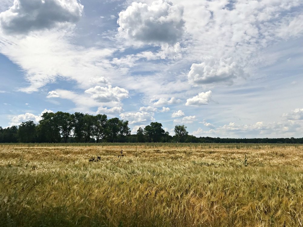 Июльское поле