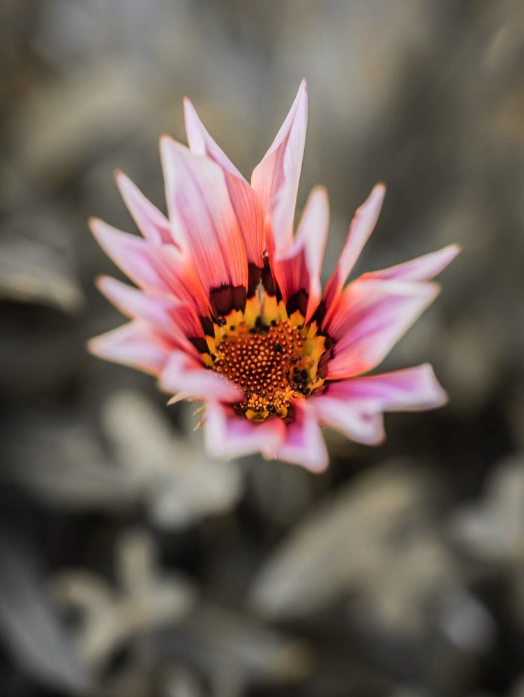 Photograph by Vítor Castanheira