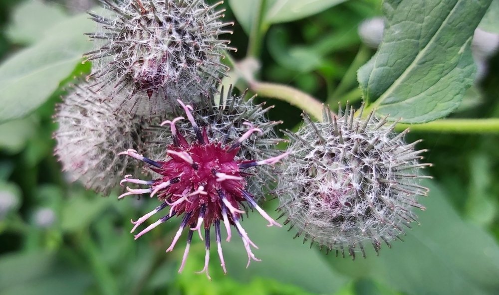 Репейник. Соцветие.