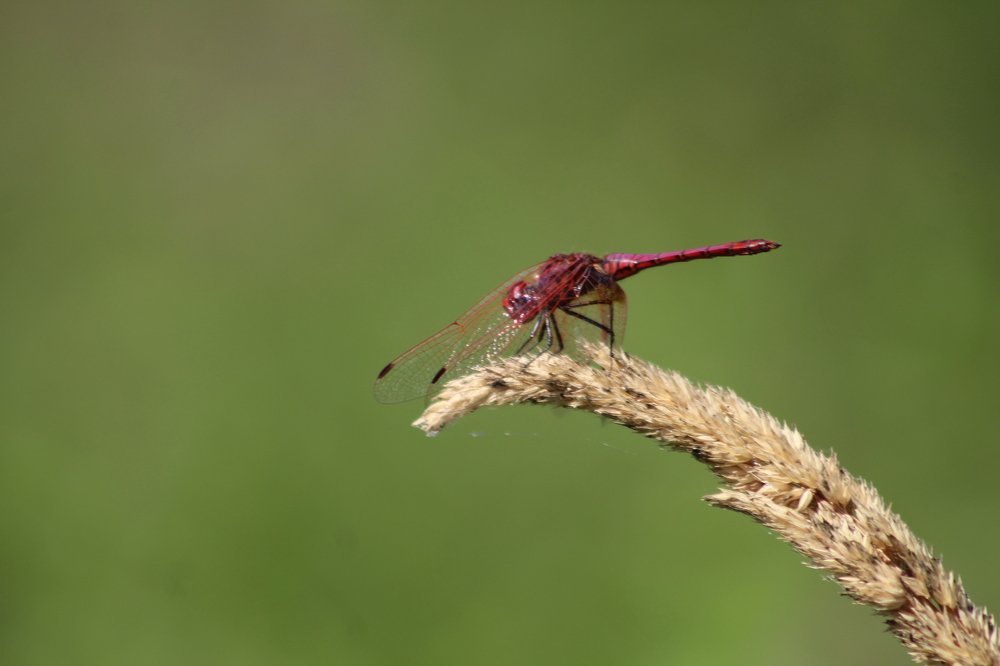 Trithemis annulata
