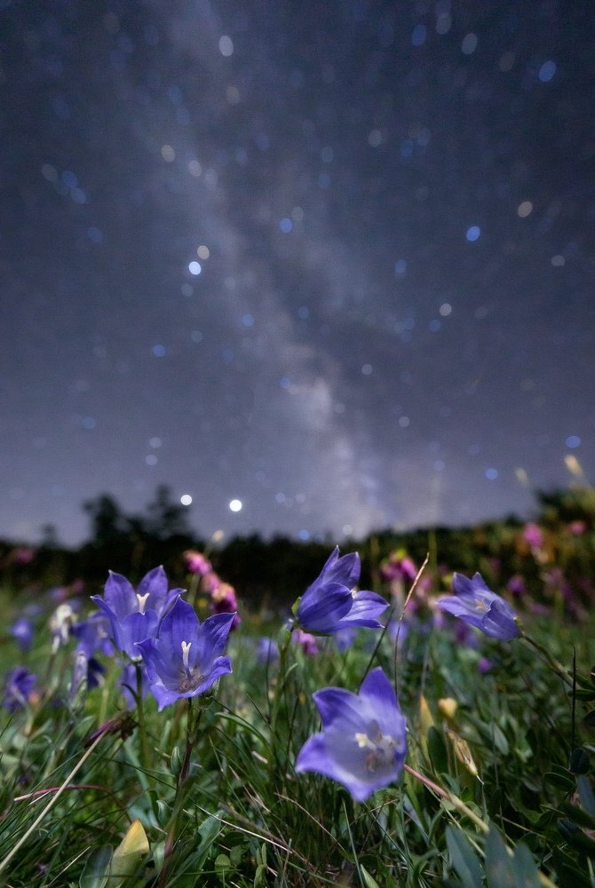Ночная жизнь альпийских цветов