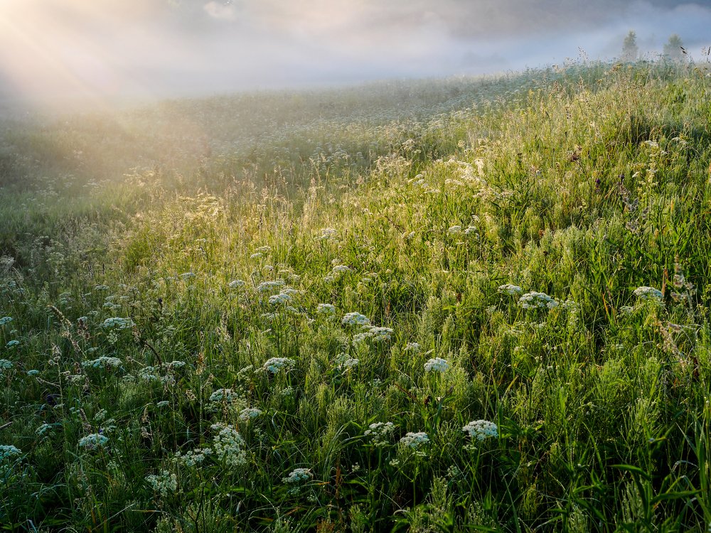 Рассвет в июньских лугах. Где-то в средней России...