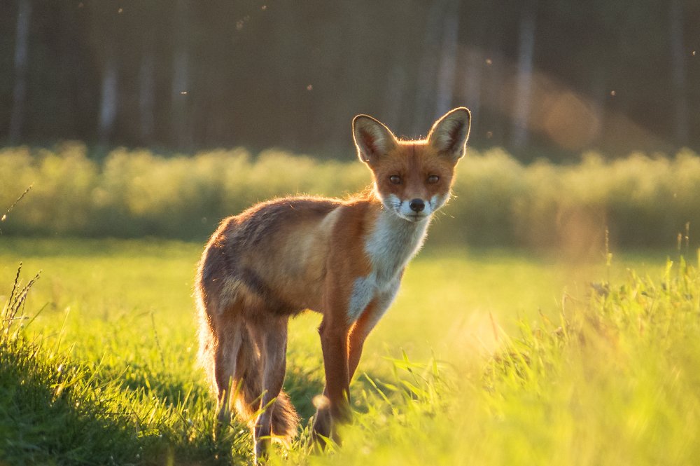 Photograph by Игорь Жданович