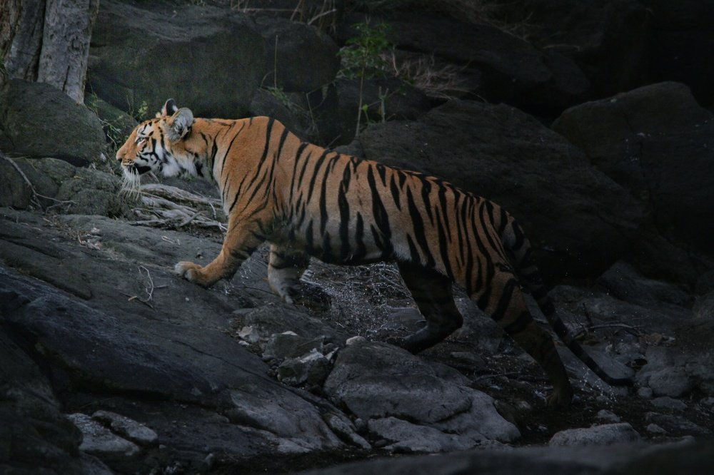 Photograph by Digambar Chaple