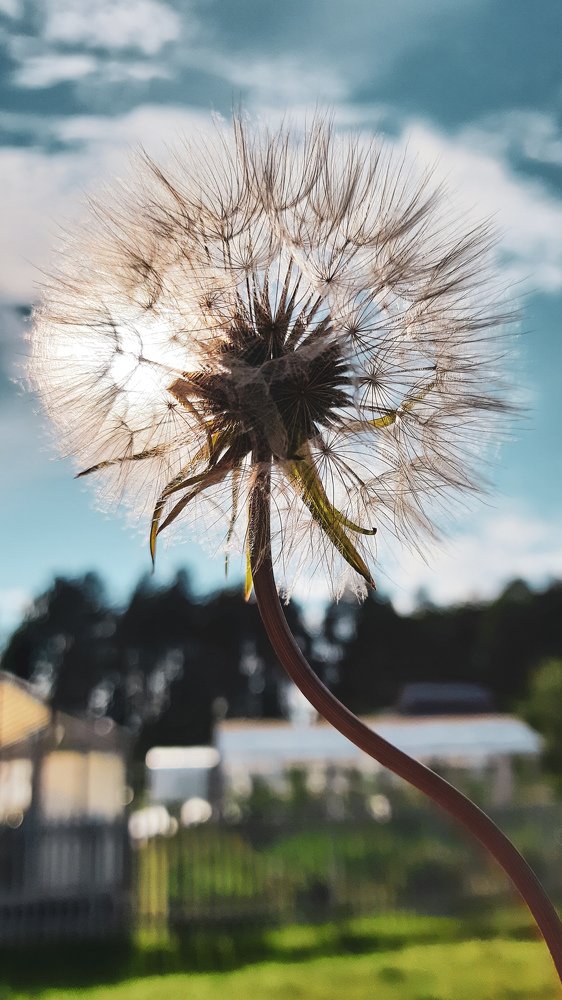 Воздушный шар