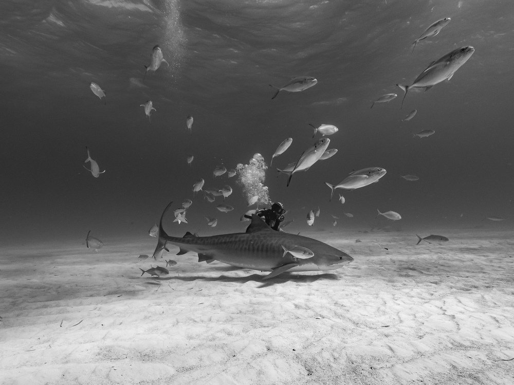 Photograph by Serge Melesan