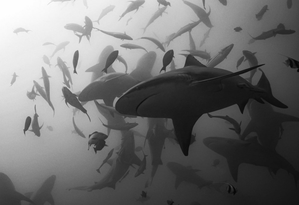 Photograph by Serge Melesan