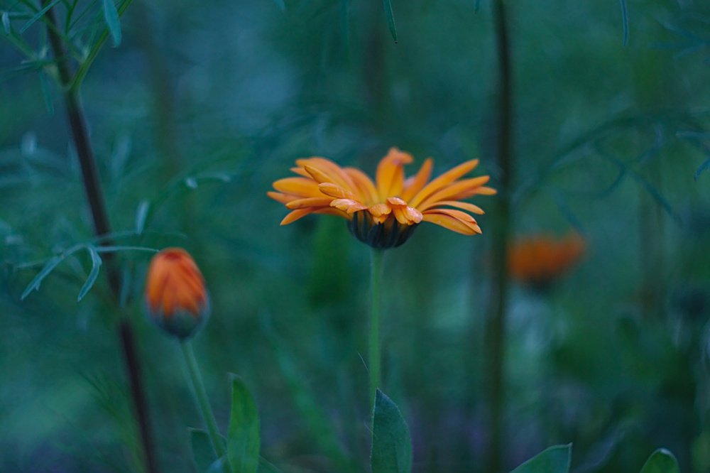 Photograph by Евгений Беленков