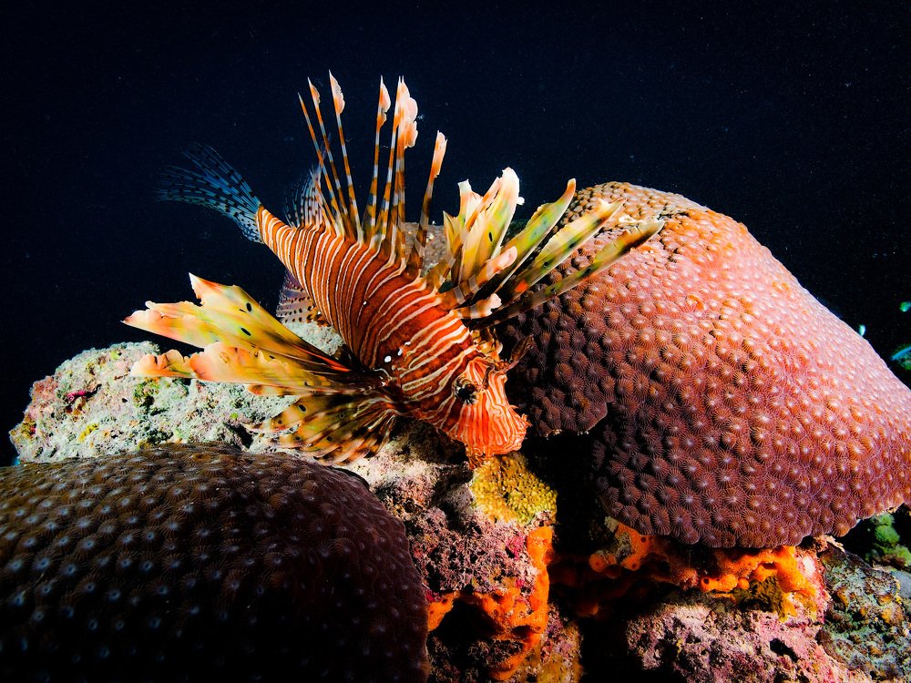 Photograph by Alexander Plakida