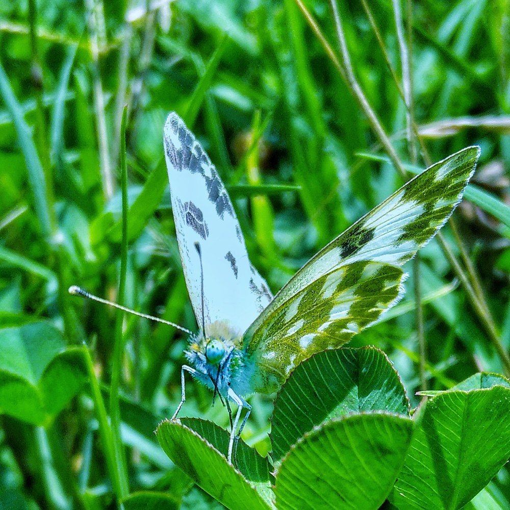 Bath white butterfly