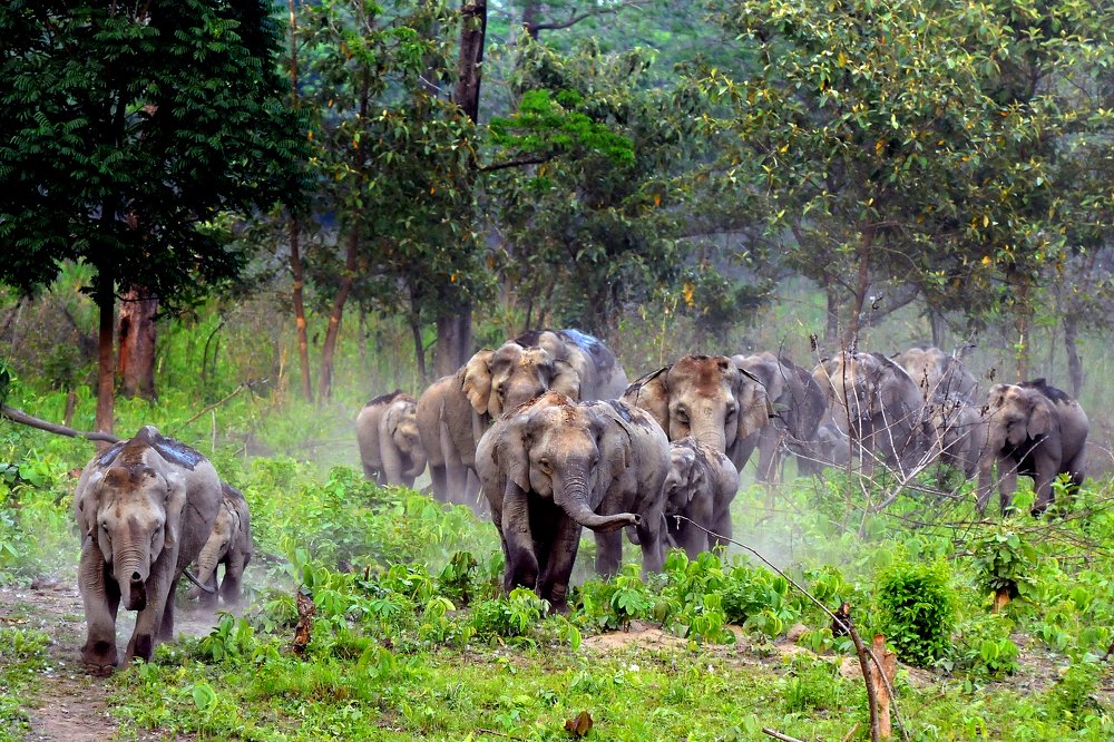 Photograph by Samsul Huda Patgiri