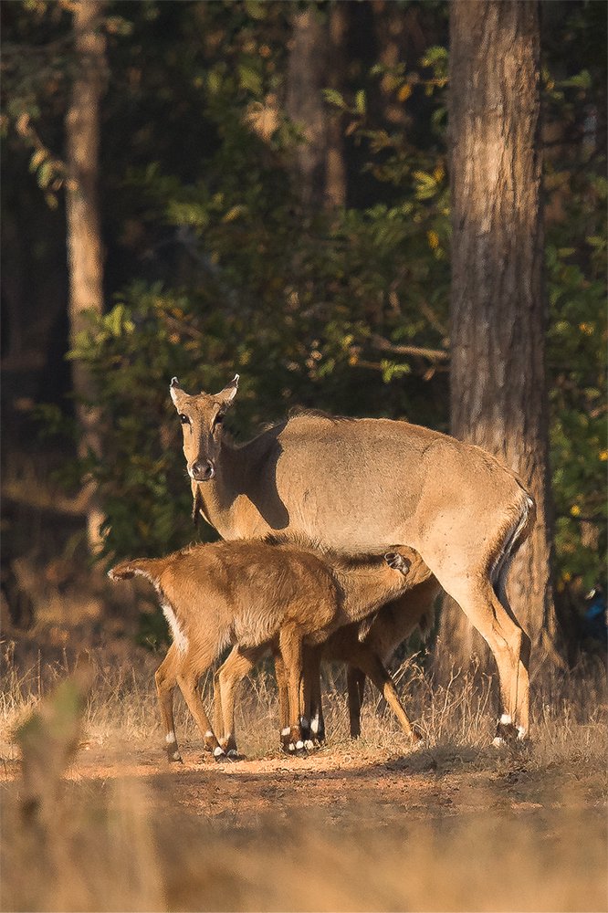 A nursing mother of two.