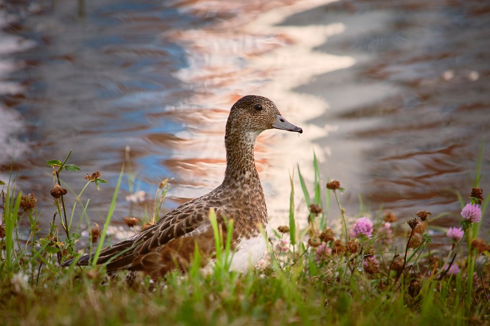 Photograph by Сергей Лисов