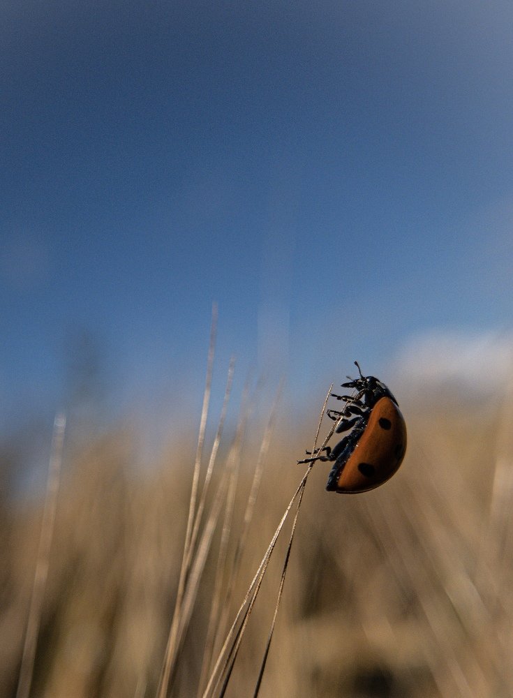 Photograph by Tatyana Belova