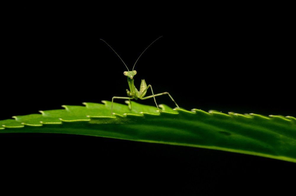 Фотография автора Bikash Debnath