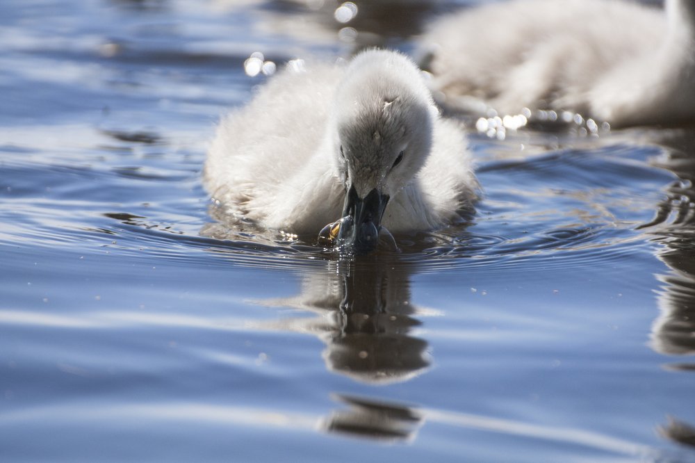 Пускаем пузыри