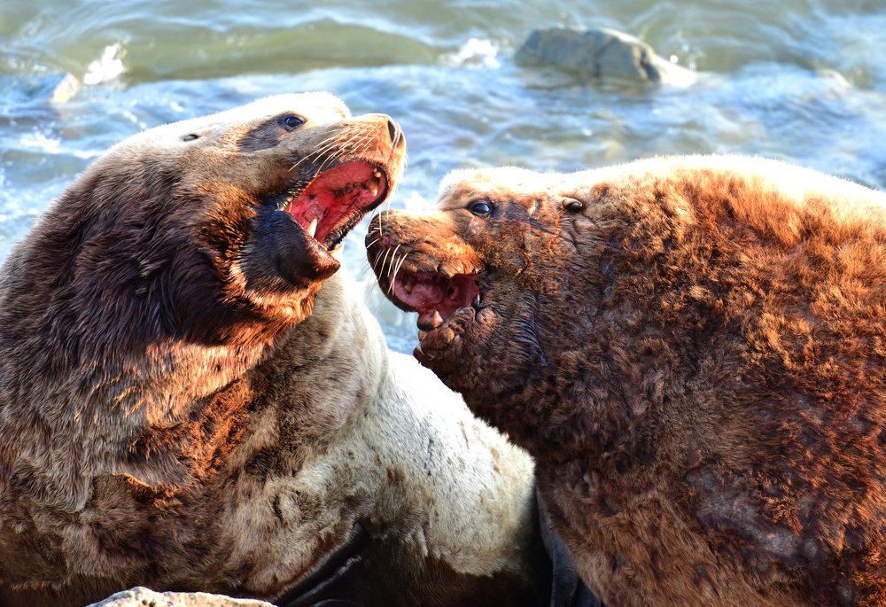 Photograph by Александр Мухин