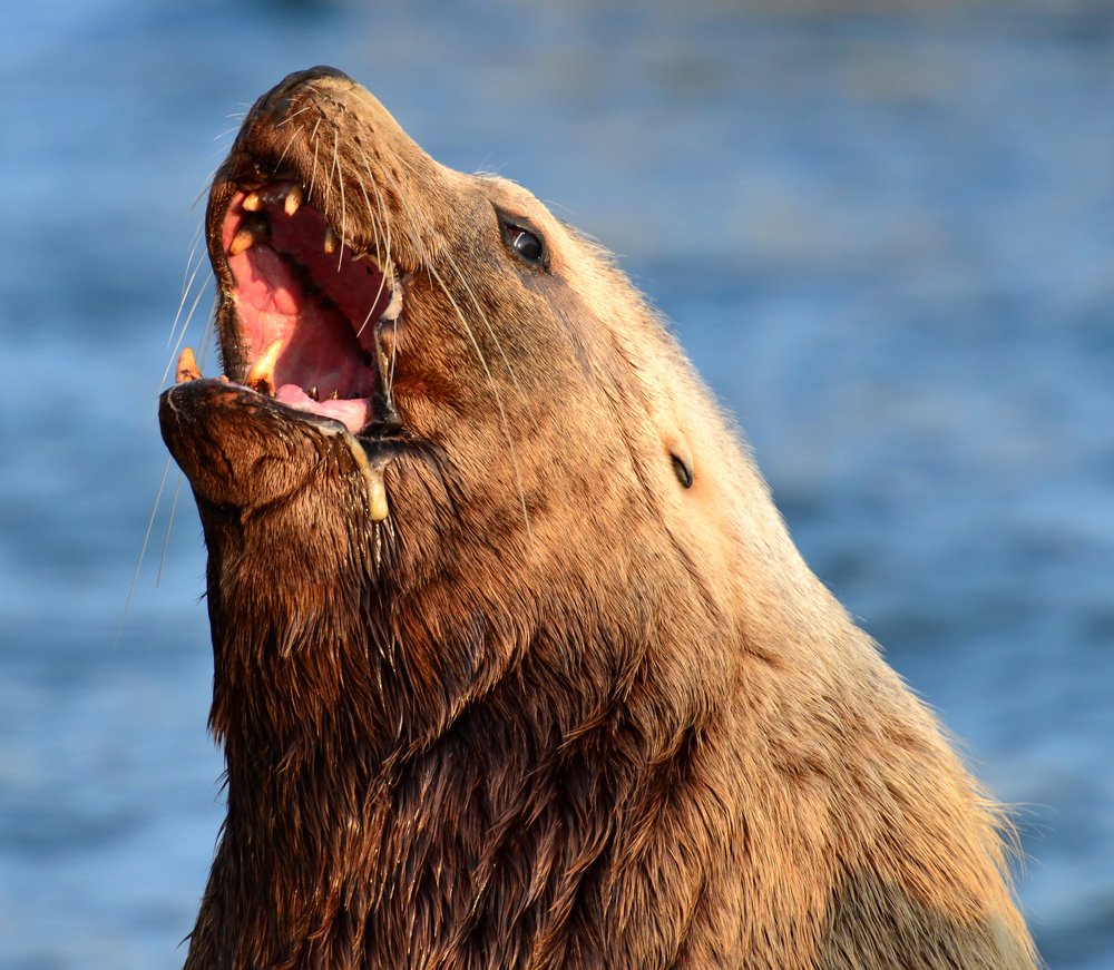 Photograph by Александр Мухин