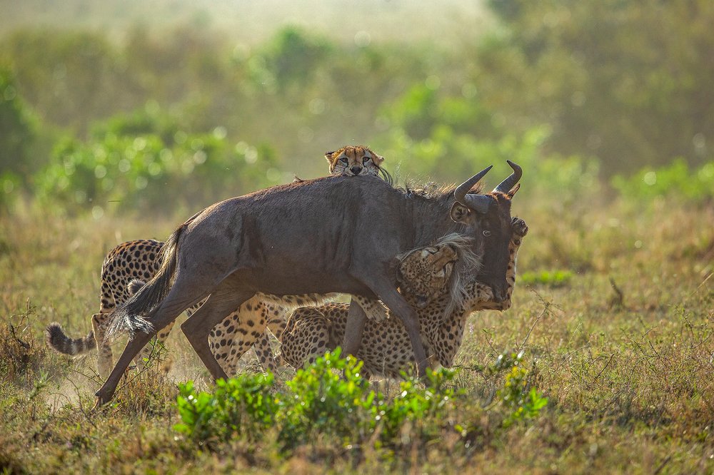 Photograph by P Shibu