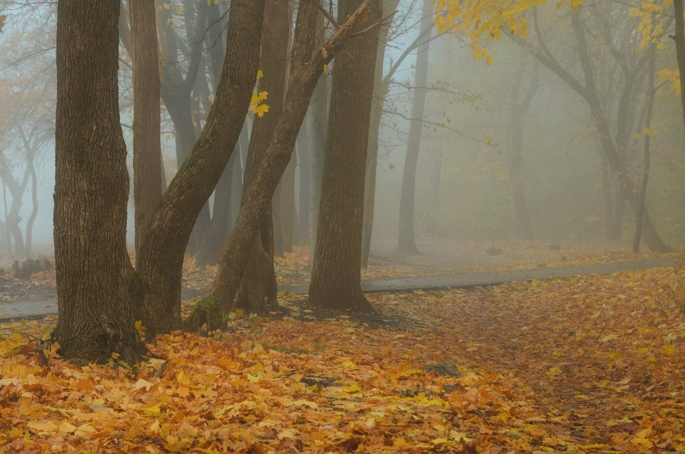 Туманное утро