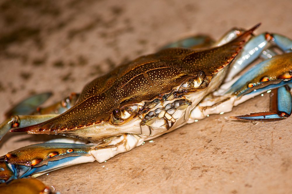 Photograph by Генри Морган