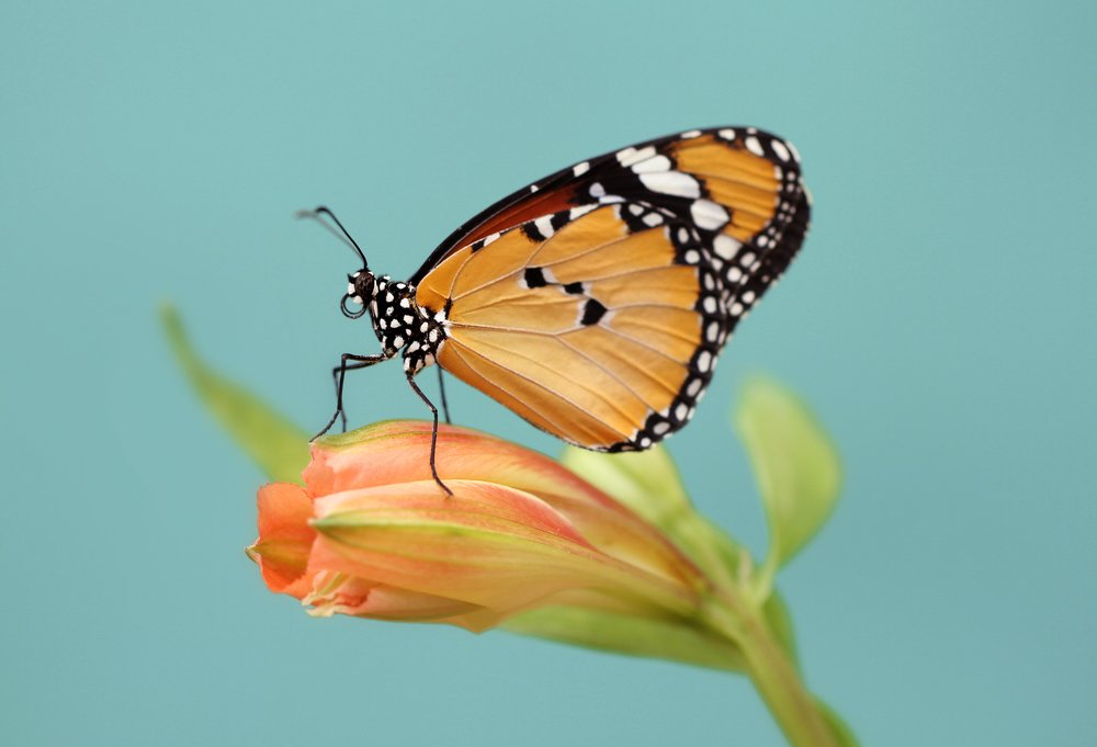 Photograph by Анна