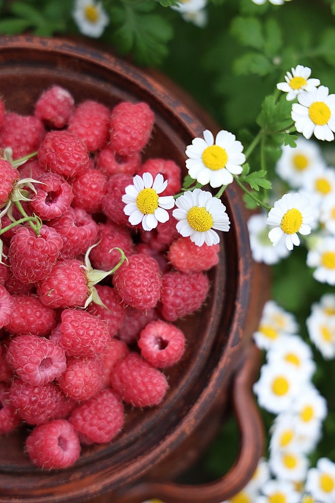 малина и ромашки (raspberries and daisies)