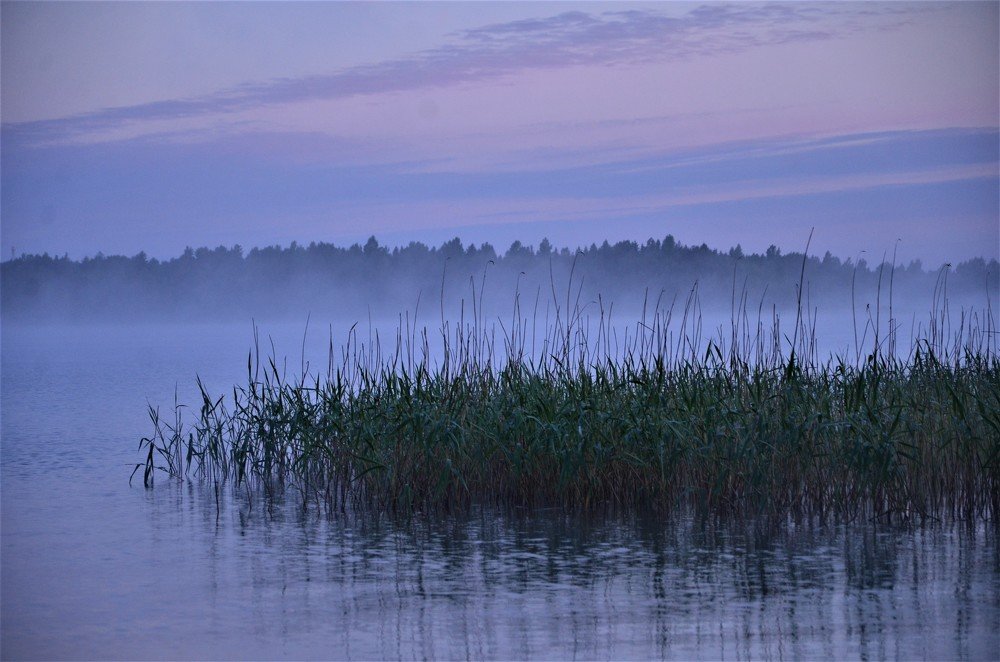 Сиреневый туман.