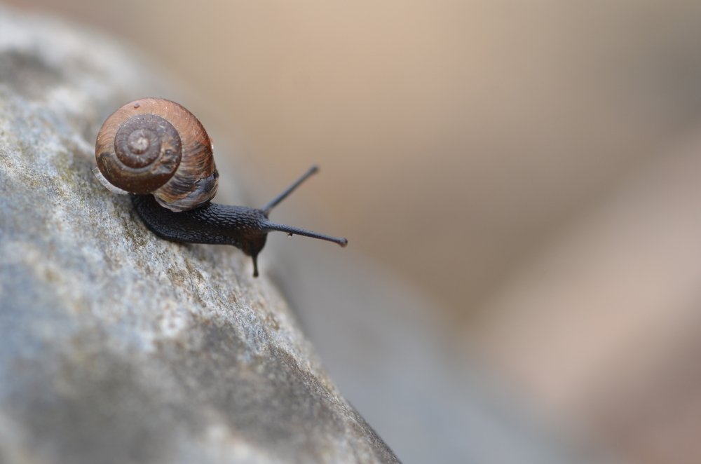 Малышка с рожками.