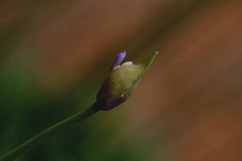 Photograph by Salih Aqeil