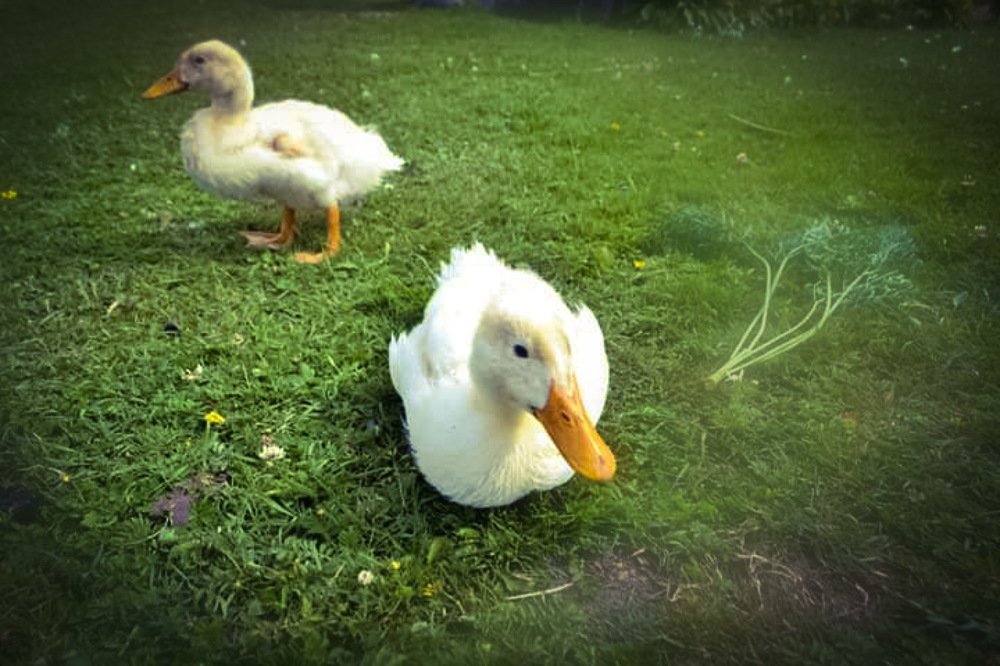 Photograph by Iljana Luksa