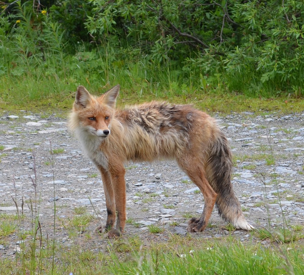 Лесной обитатель