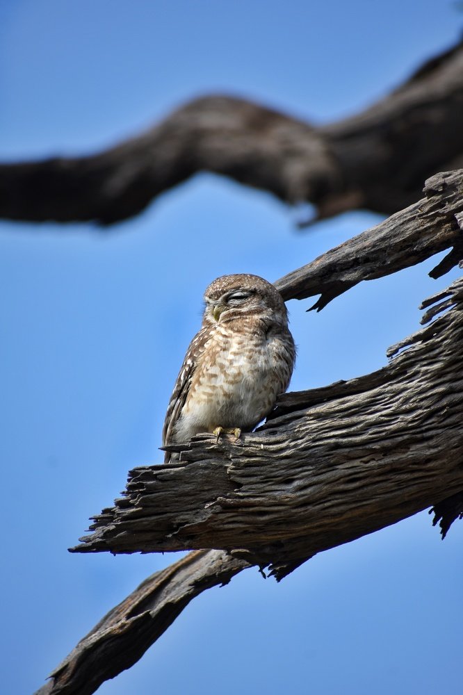 The sleeping Spotted Owlet
