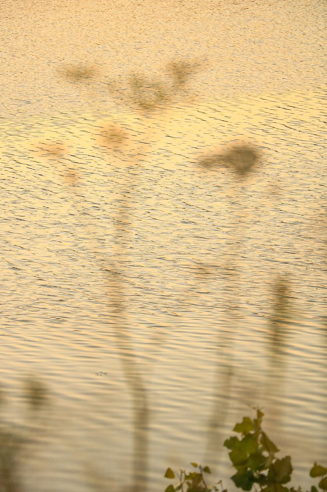 Солнце в травах