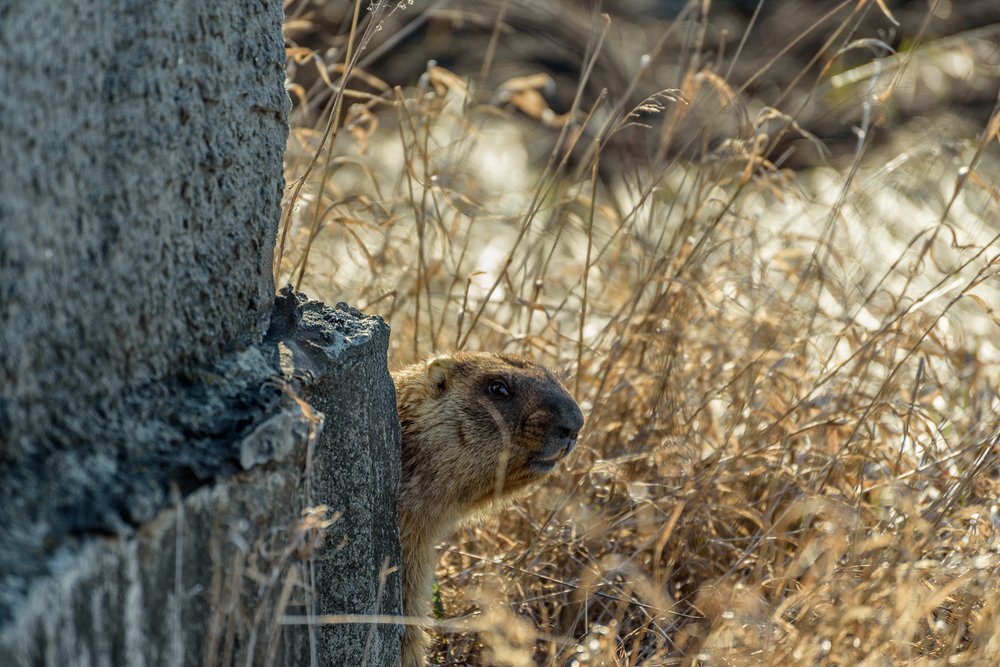 Photograph by Юрий Силин