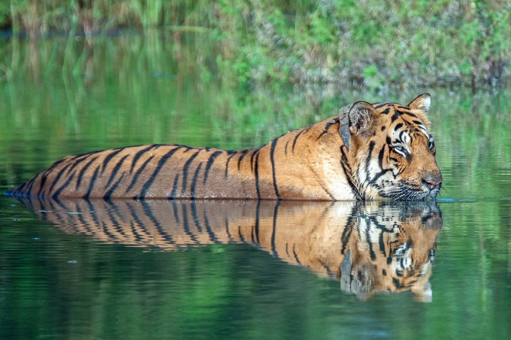 Tiger in pond !!