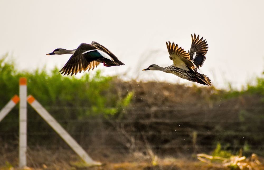 Фотография автора Devang Soni