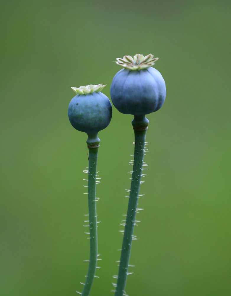 Photograph by Станислав Вершинин