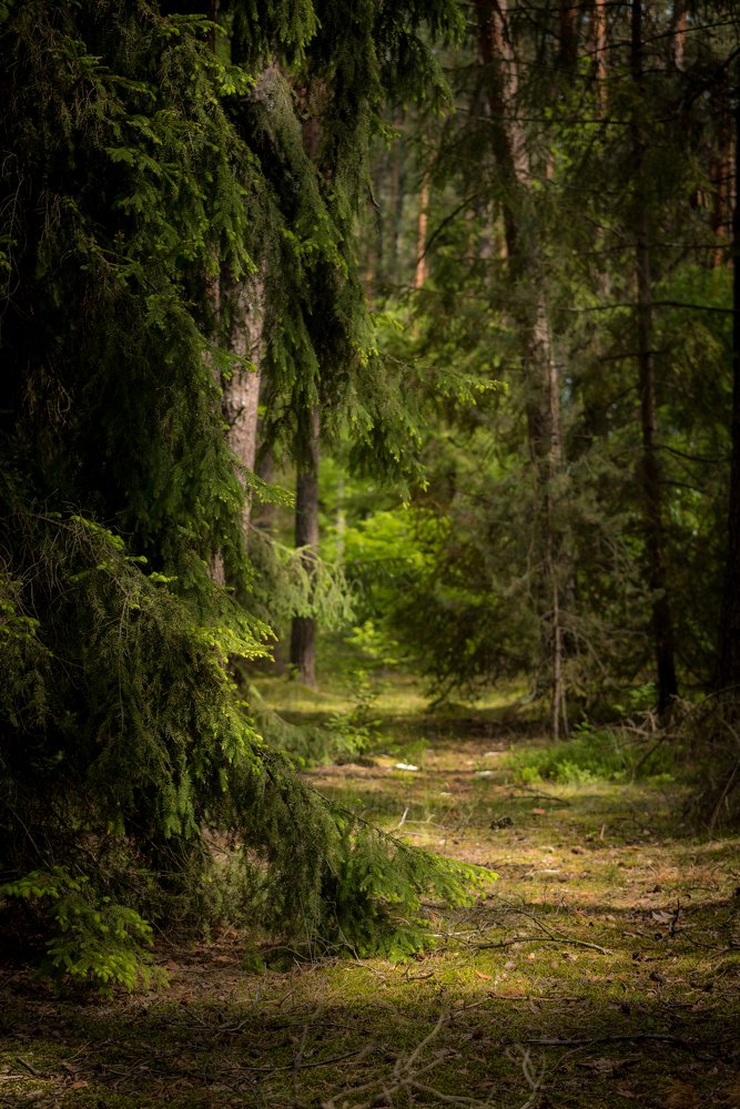 Path into the forest abyss