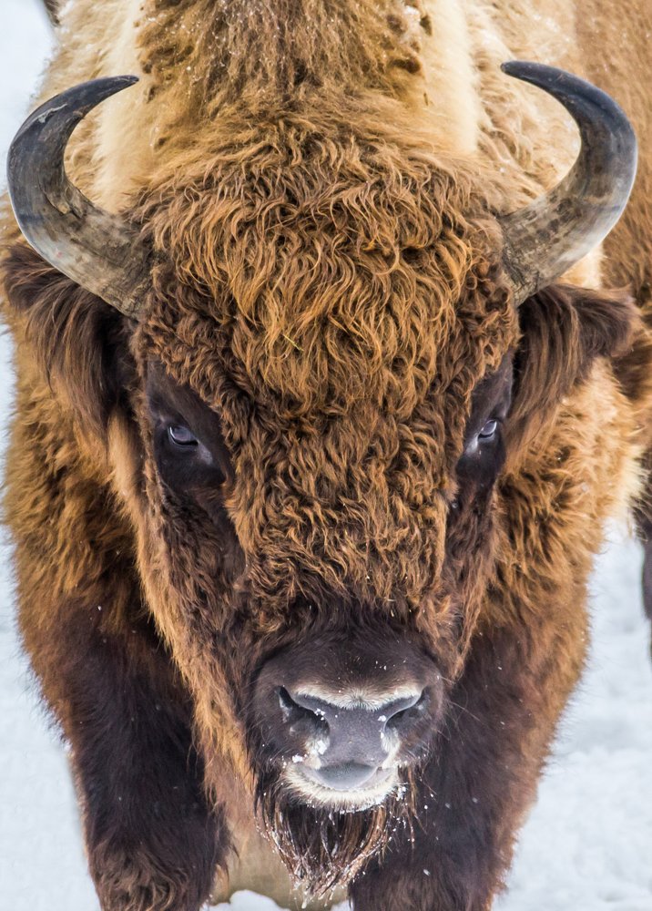 Фотография автора Comșa Bogdan