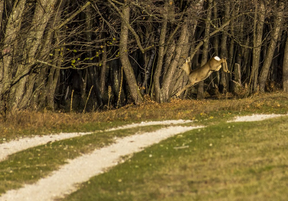 Фотография автора Comșa Bogdan