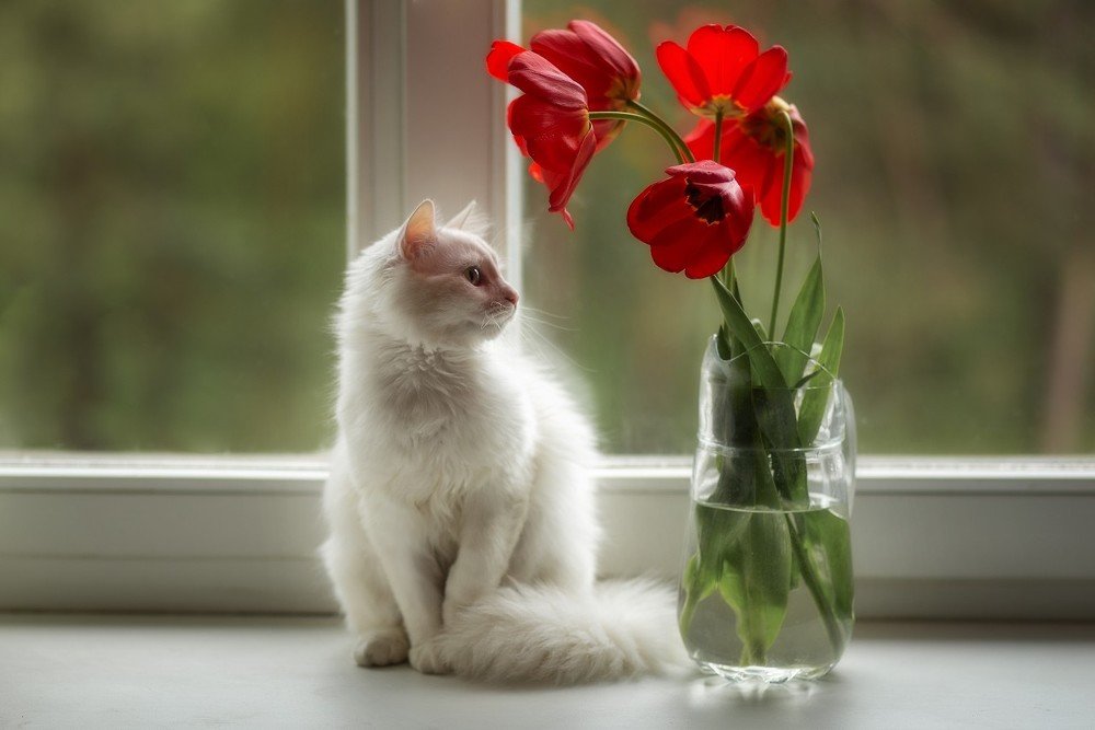 Photograph by Ольга Тишкова