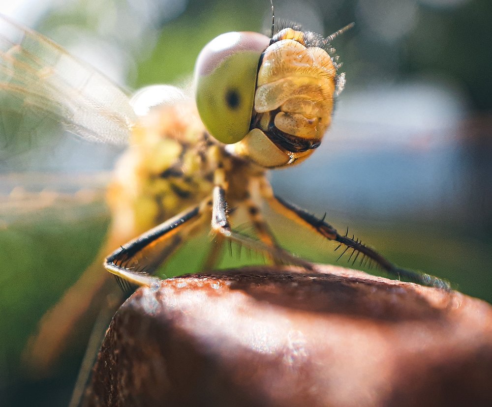 Photograph by Юлия Шматова